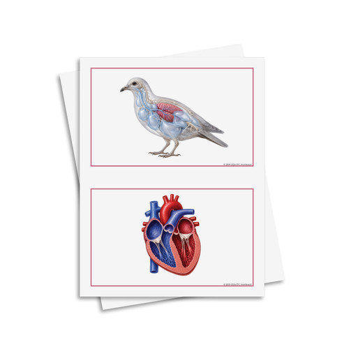 Main Characteristics of Vertebrates - Digital Printable