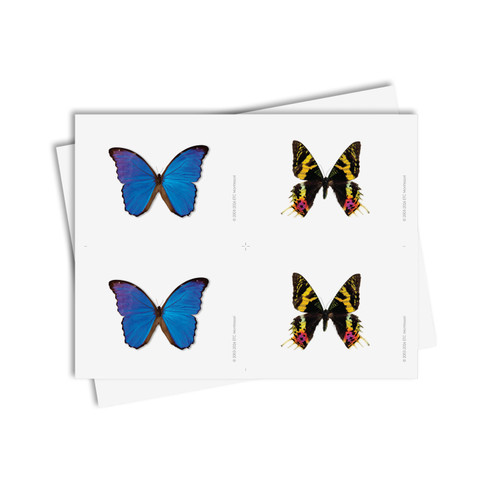 Butterflies Matching Activity Cards - Digital Printable