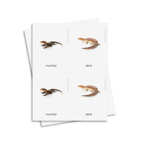 Reptiles 3 Part Cards - Digital Printable