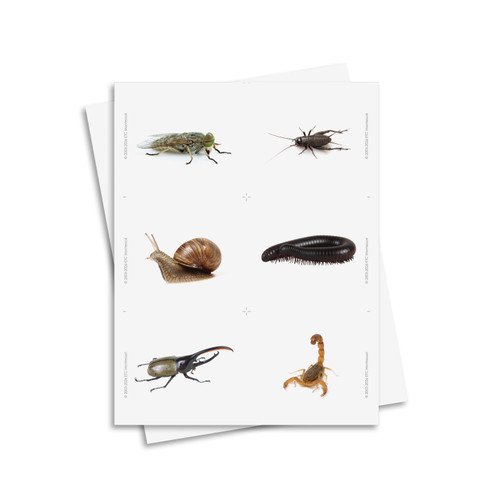 Vertebrates and Invertebrates Sorting - Digital Printable