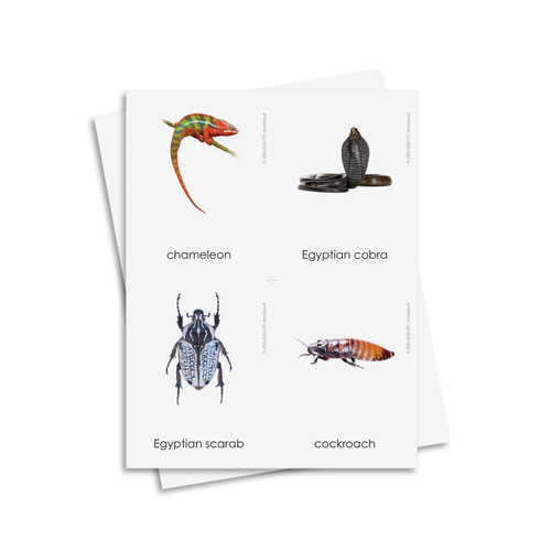Animals of the Continents - Digital Printable