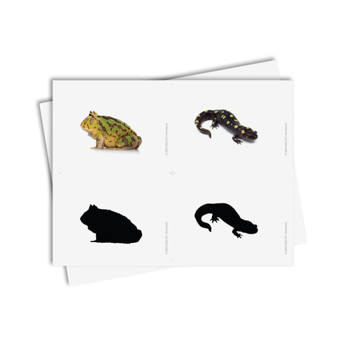 Amphibians Silhouettes: Matching Cards Digital Printable
