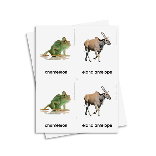 African Animals 3 Part Cards - Digital Printable