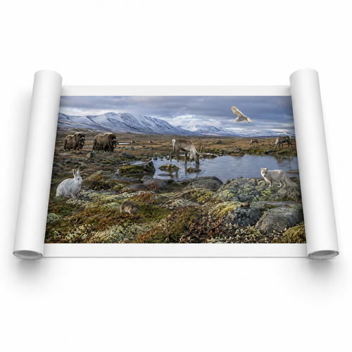 Tundra Food Chain Set - Digital Printable