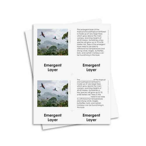 Layers of a Tropical Forest - Digital Printable