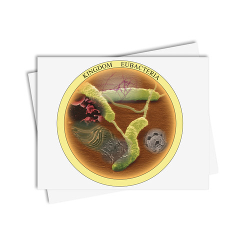 Chinese Boxes Eubacteria - Digital Printable