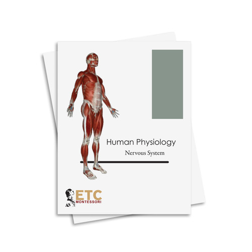 Human Physiology Nomenclature: Nervous System - Digital Printable