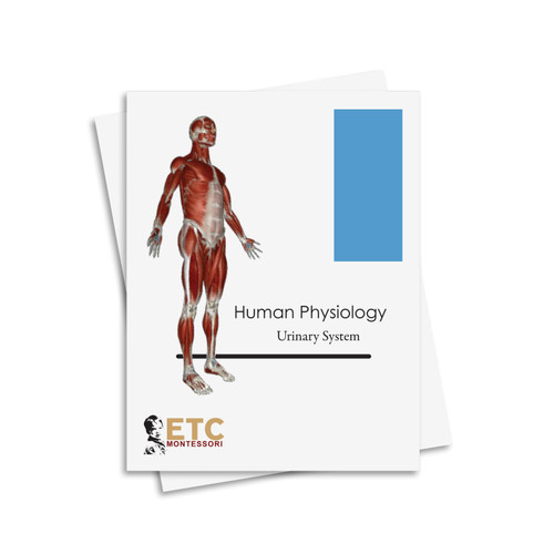 Human Physiology Nomenclature: Urinary System - Digital Printable