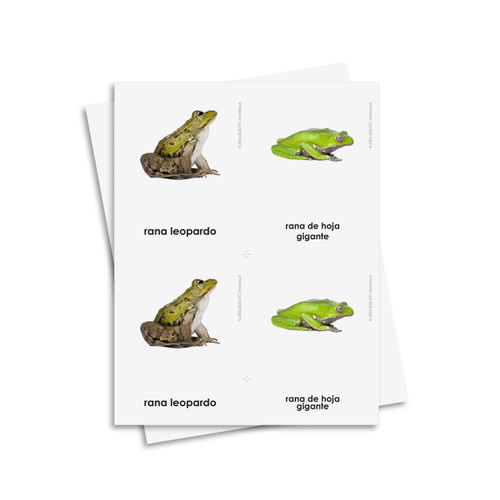 Tarjetas de tres partes de anfibios – Material digital imprimible