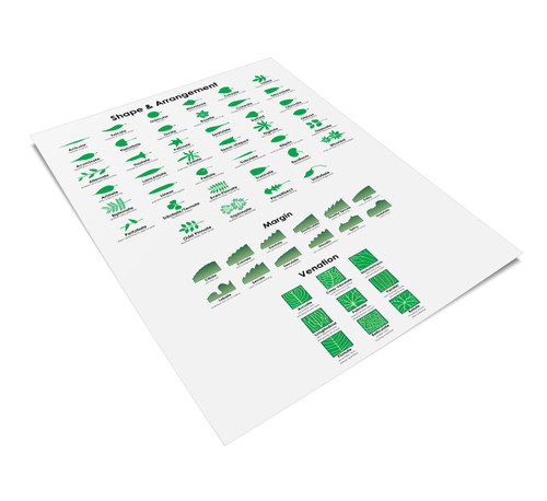 Leaf Morphology Chart