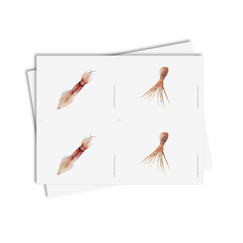 Tarjetas de asociación de moluscos - material digital imprimible