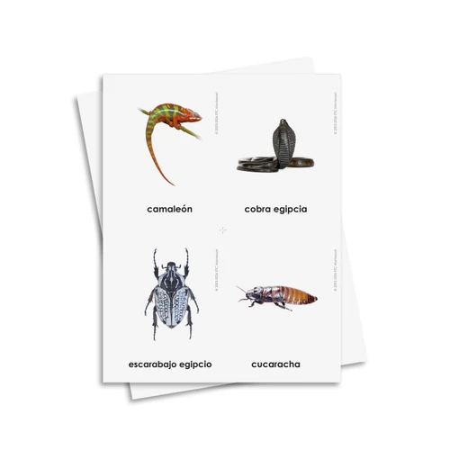 Animales de los siete continentes - material digital imprimible