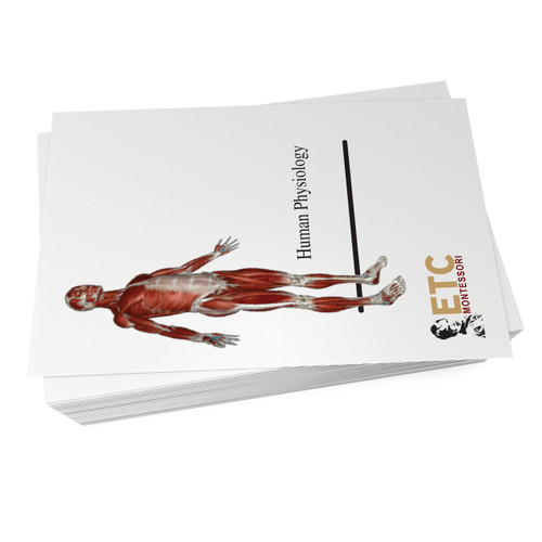 Human Anatomy Bundle