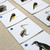 Birds Matching Cards (IT-0020)