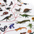 Phylogenetic Tree of Life - Homeschool Edition