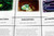 Eubacteria Kingdom Chart - Digital Printable