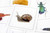 Invertebrates 3 Part Cards - Digital Printable