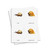 Molluscs 3 Part Cards - Digital Printable