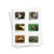 Tropical Forest Food Chain Set - Digital Printable