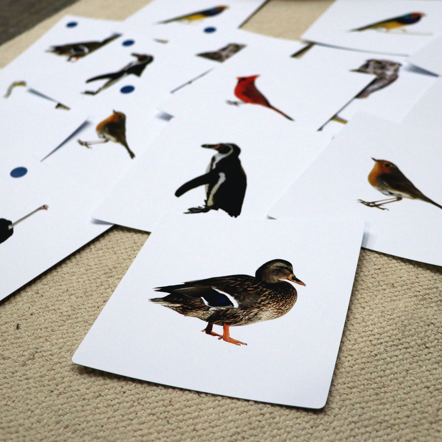 Birds Matching Cards (IT-0020)