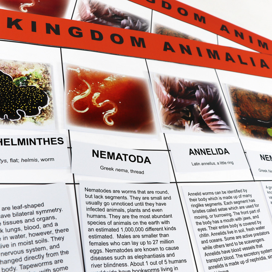 Animal Kingdom Chart