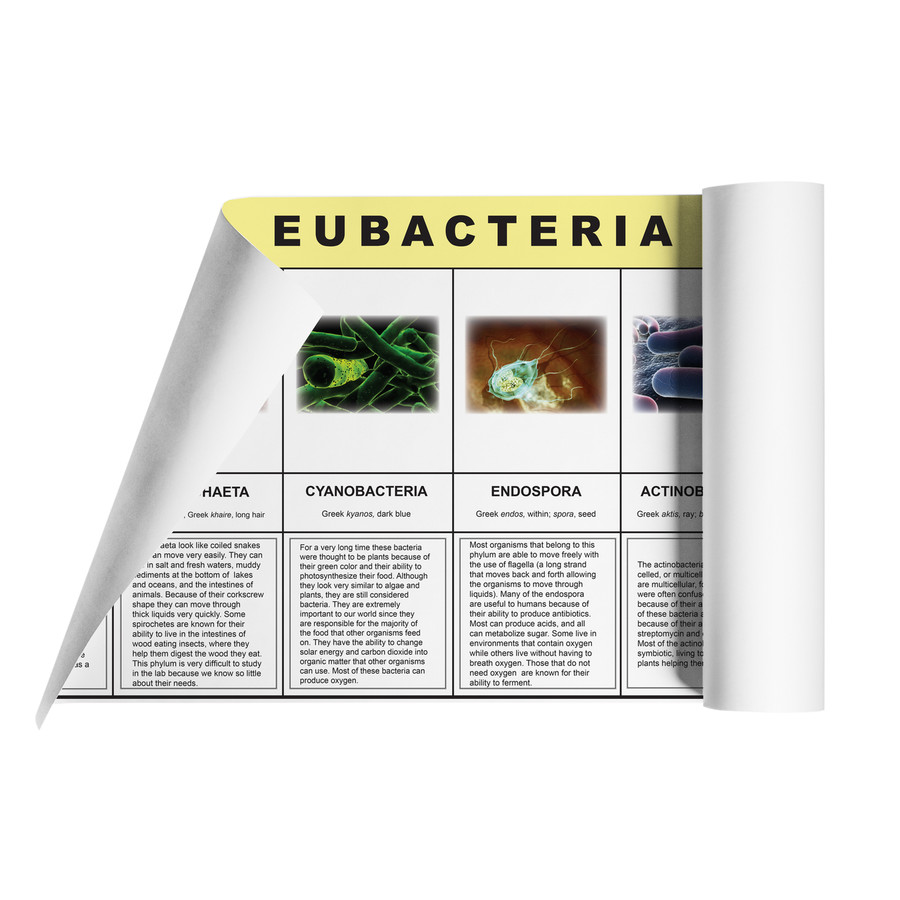 Eubacteria Kingdom Chart (ELC-4071)