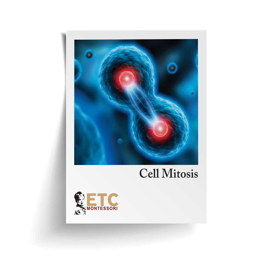 Cell Division - Mitosis (ELC-4011)