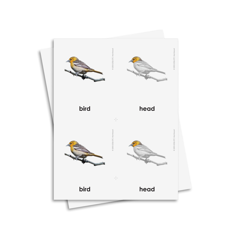 Parts of a Bird 3 Part Cards - Digital Printable