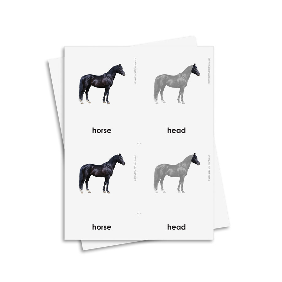 Parts of a Horse 3 Part Cards - Digital Printable