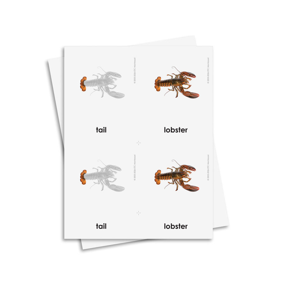 Parts of a Lobster 3 Part Cards - Digital Printable