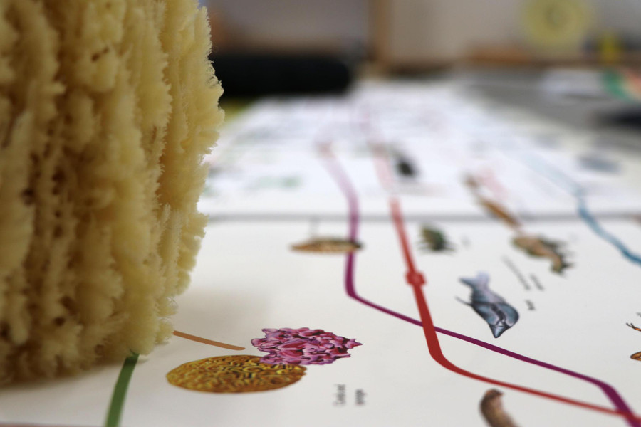 Timeline of Life - Homeschool Edition