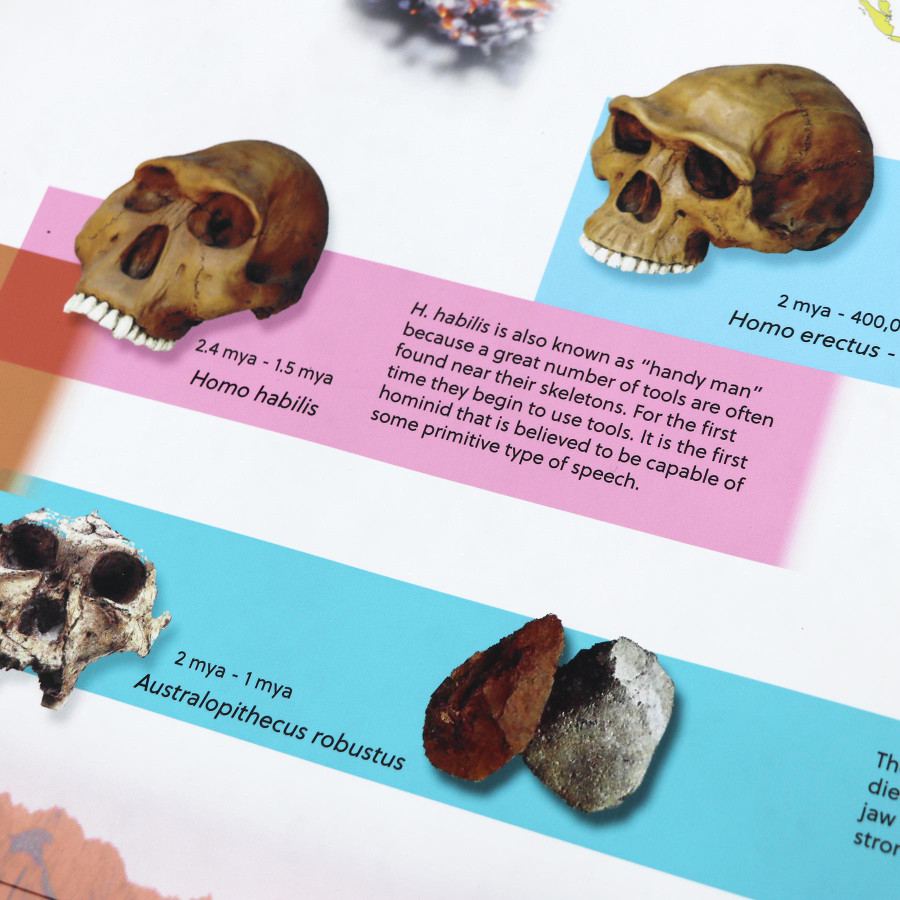 Timeline of Early Humans -Homeschool Edition