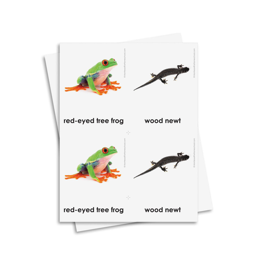 Amphibians 3 Part Cards - Digital Printable