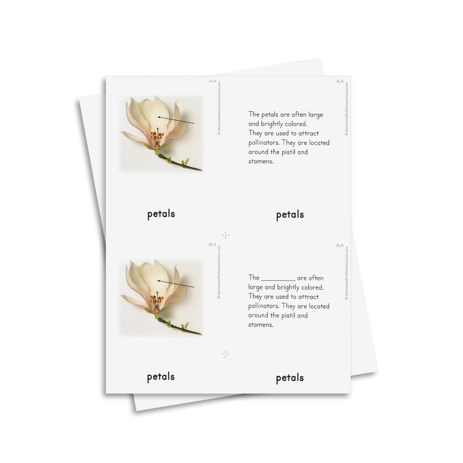Botany Level 6-9: Flowers - Digital Printable