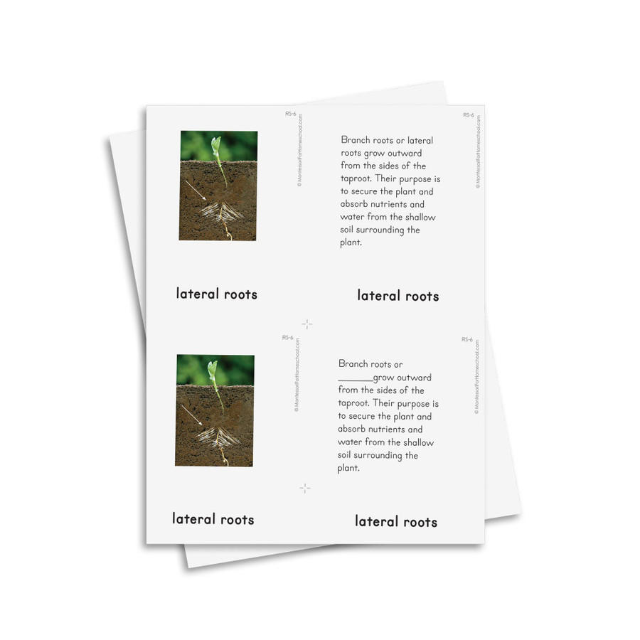 Botany Level 6-9: Root - Montessori Homeschool Edition
