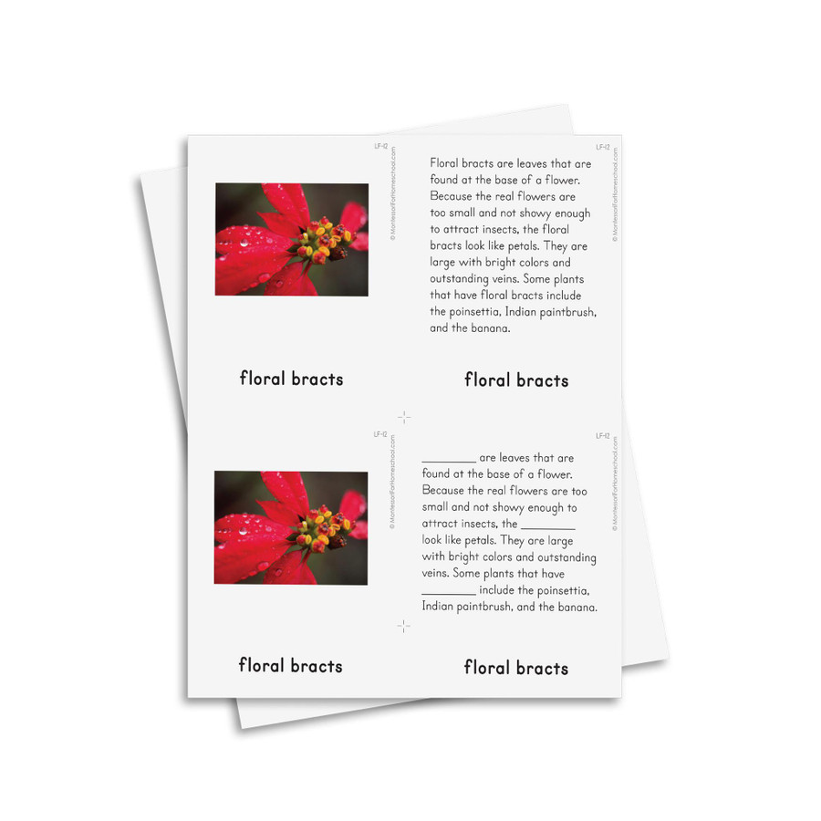 Botany Level 9-12: Leaf - Digital Printable