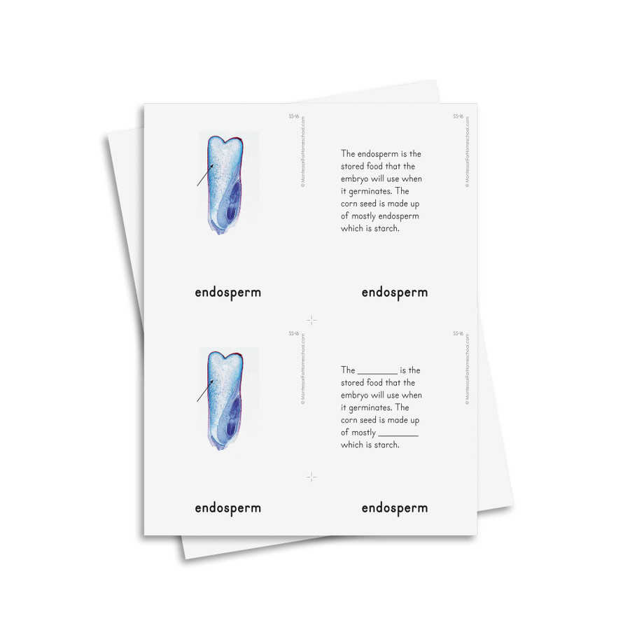 Botany Level 9-12: Seed - Digital Printable