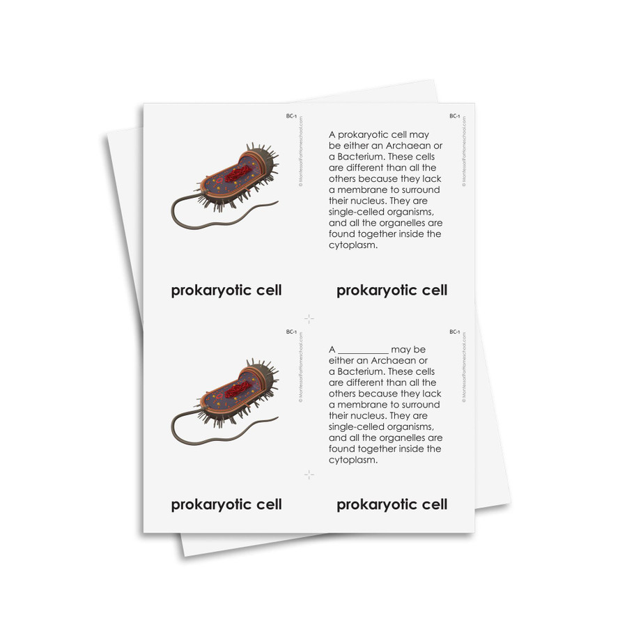 Prokaryotic Cell Nomenclature - Digital Printable