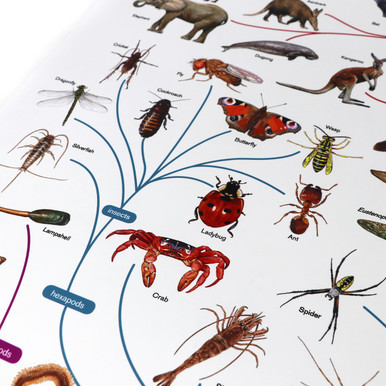 Phylogenetic Tree of Life - Digital Printable