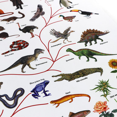 Phylogenetic Tree of Life - Digital Printable