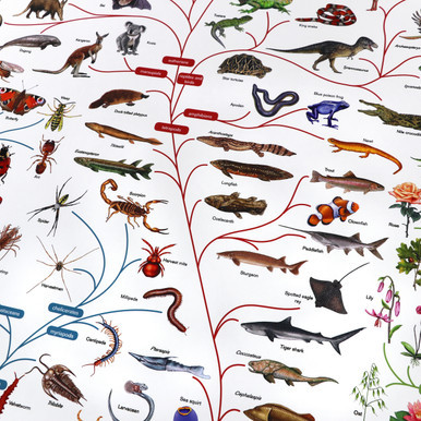 Phylogenetic Tree of Life - Digital Printable