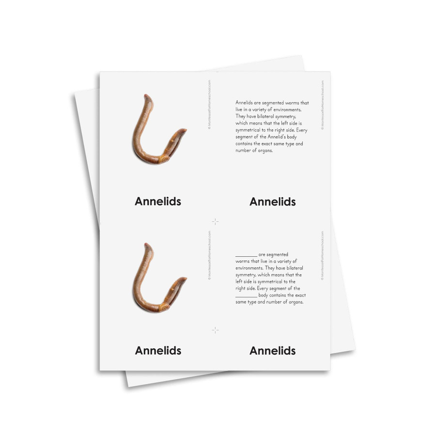 External Characteristics of Annelids