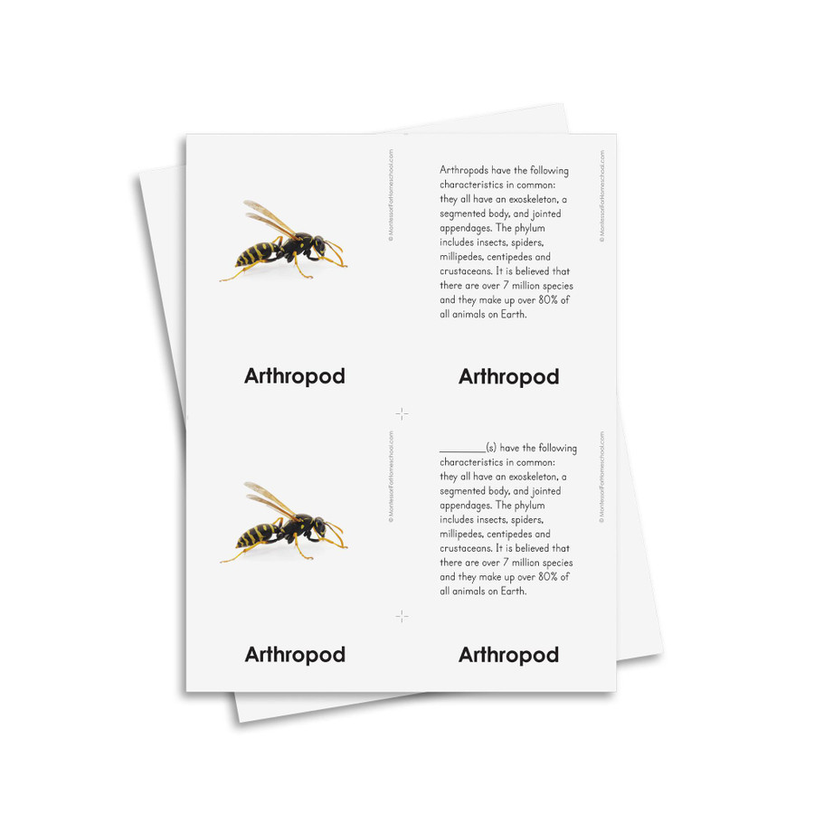 External Characteristics of Arthropods