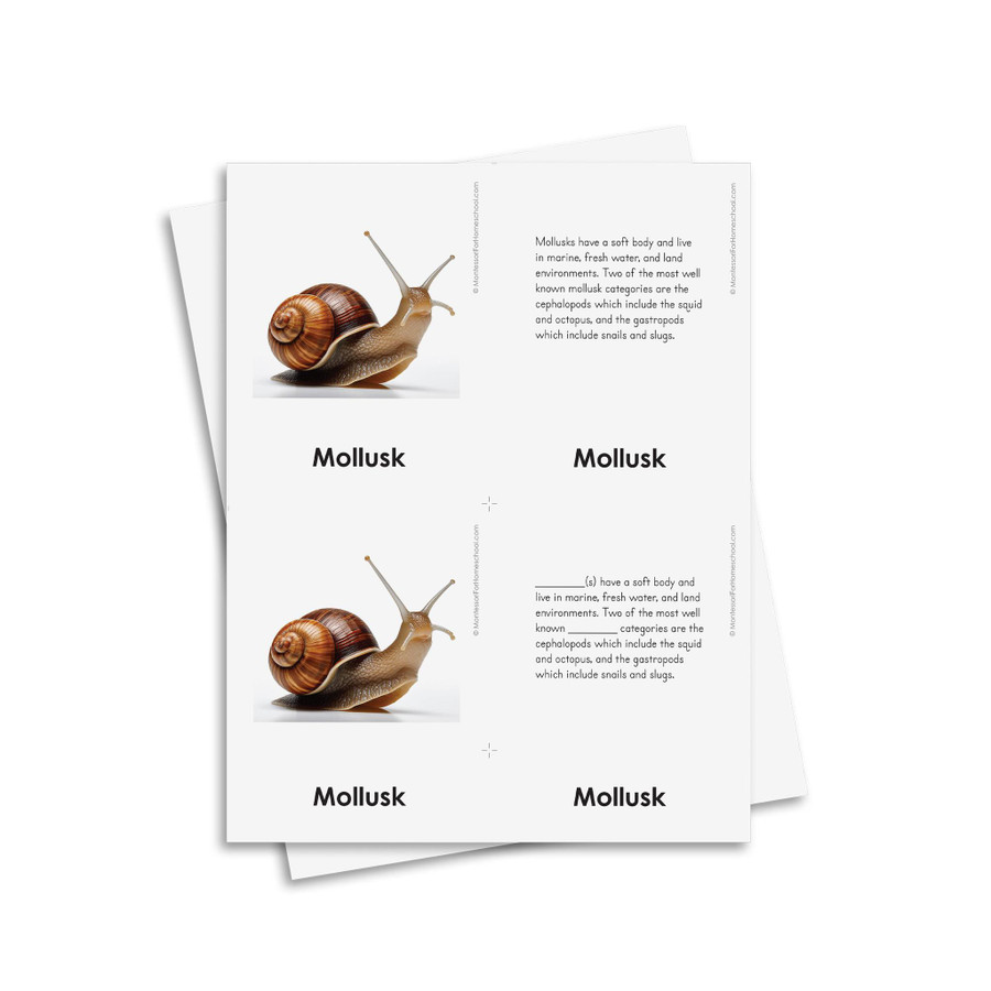 External Characteristics of Mollusks
