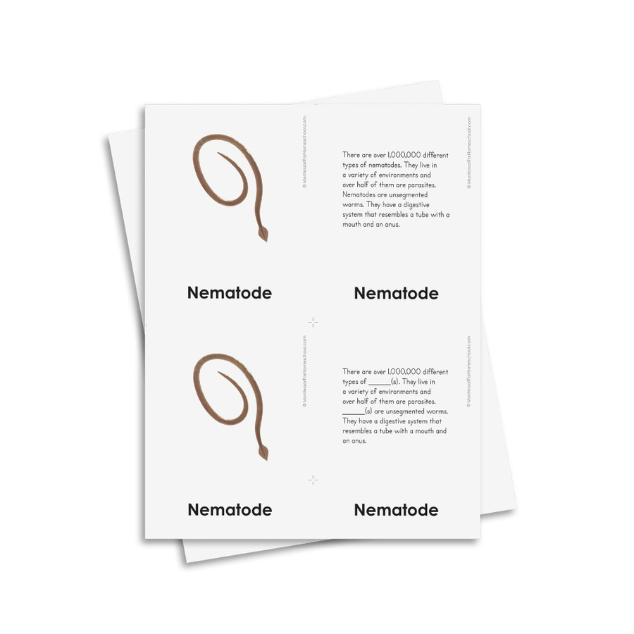 External Characteristics of Nematodes