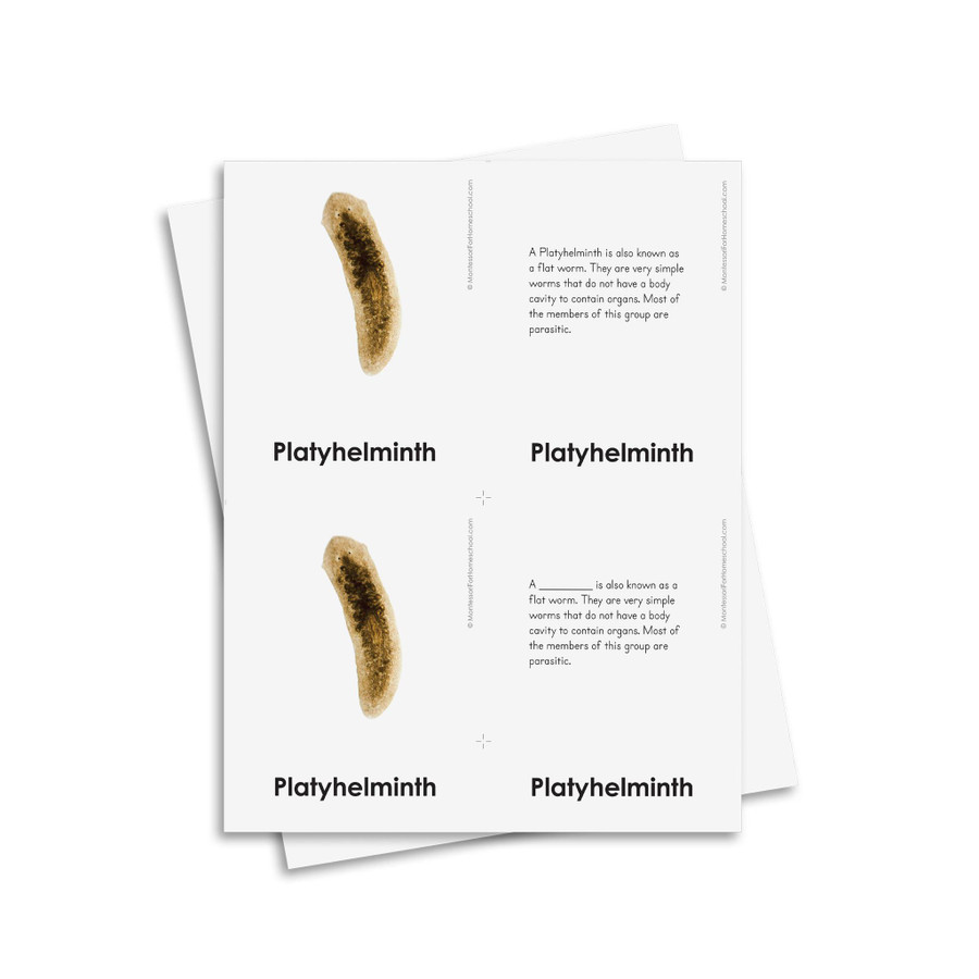 External Characteristics of Platyhelminthes
