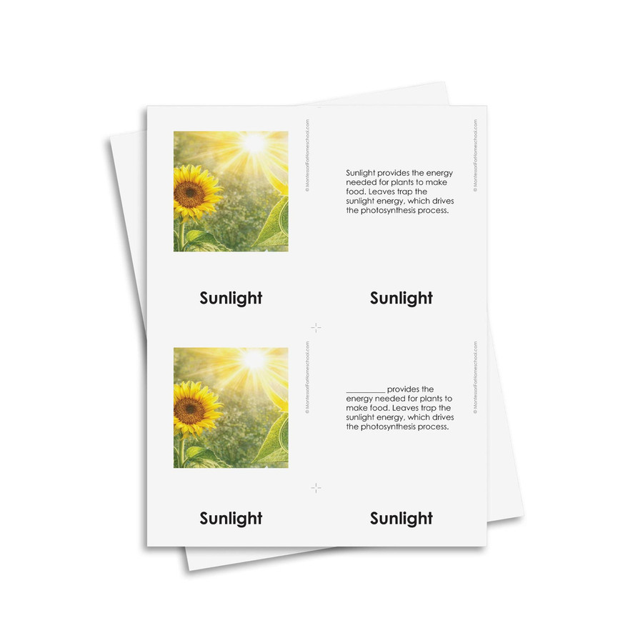 The Process of Photosynthesis - Digital Printable