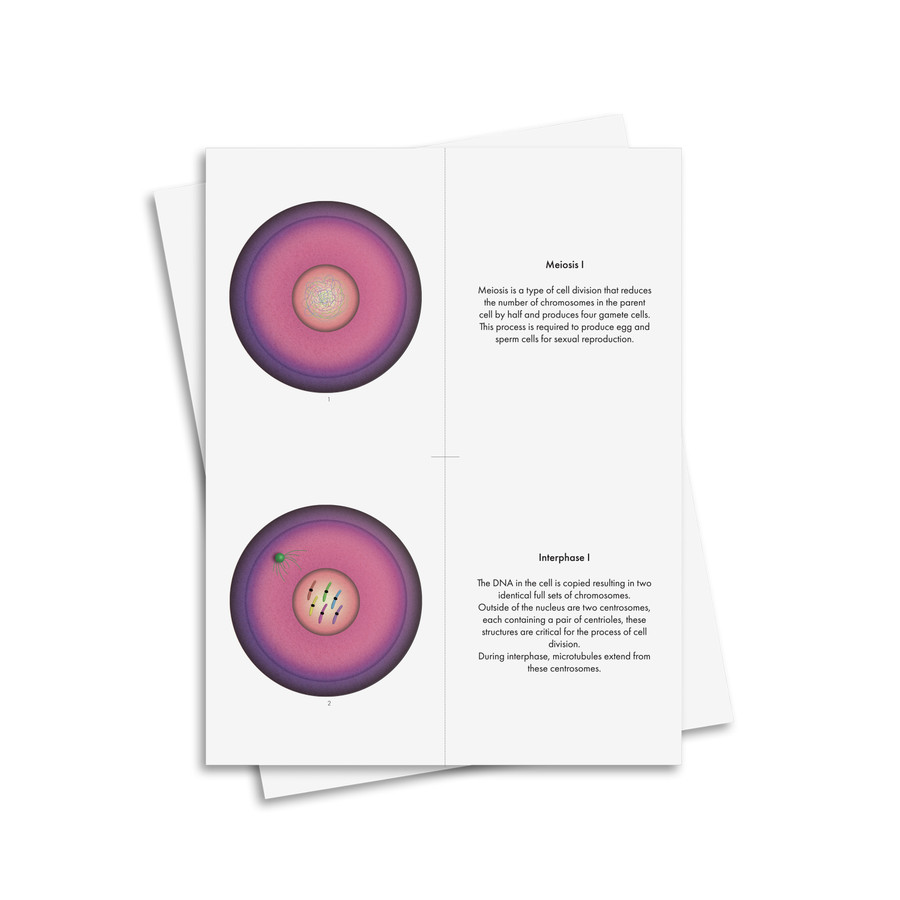Cell Division: Meiosis - Digital Printable