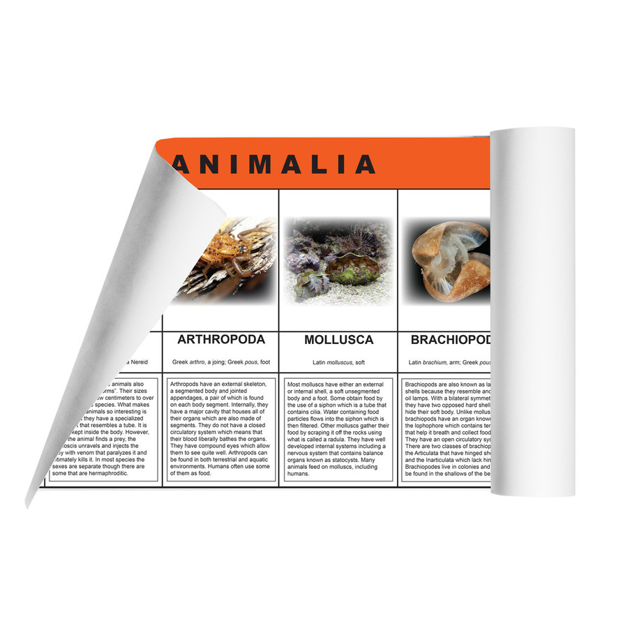 Animal Kingdom Chart - Digital Printable