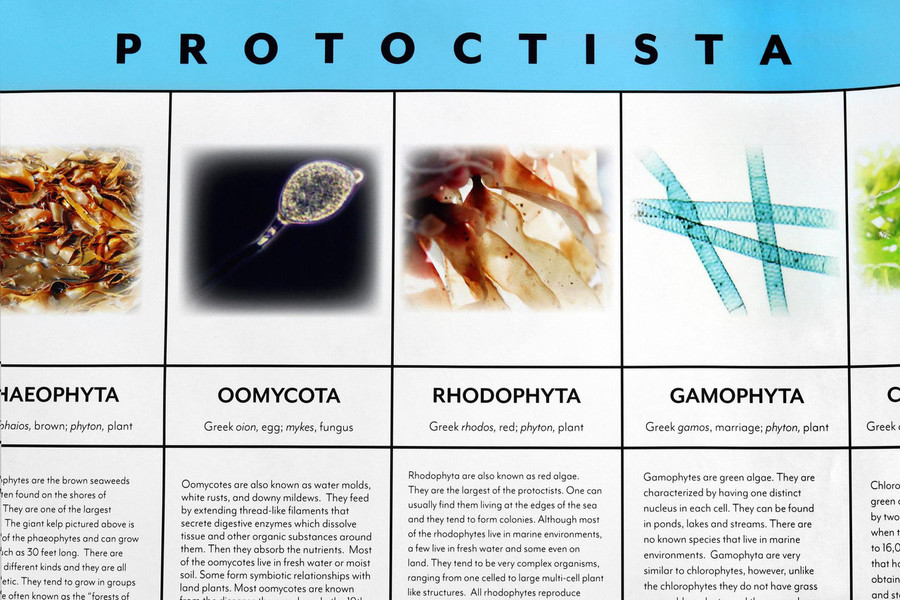 Protoctista Kingdom Chart - Digital Printable